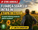 Floarea-soarelui intră în etapa decisivă. Ce influențează producția până la recoltare