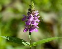 Stachys palustris L., bălbisă