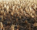 Vaslui: Pagube însemnate pentru agricultori, peste 48.000 de hectare afectate de secetă