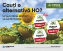 Hibrizii Pioneer, hibrizi cu ADEVĂRAT HIGH OLEICI: P64HE118, P64HE133 și P64HE144