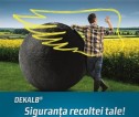 Portret de final de sezon de rapiţă;      Performanţe deosebite ale hibrizilor DEKALB