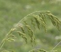  Bromus secalinus L. , secărea