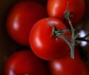 Sute de euro subvenţii pentru agricultura ecologică
