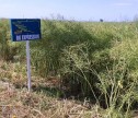 A apărut Ceutorrhynchus în rapiţă!