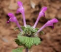 Lamium amplexicaule L., sugel, urzică moartă 