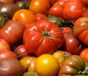 Primii bani pentru producătorii de tomate din program au ajuns la fermieri