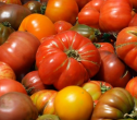 Vești bune pentru toți cultivatorii de tomate – 50 Mil. de euro disponibili din bugetul pe 2019 