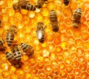 Producția de miere scade cu 30% datorită secetei și depopulării familiilor de albine