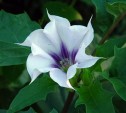 Datura stramonium L. ,ciumăfaie, bolăndăriţă