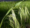 Bromus tectorum L.