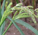 Echinochloa crus-galli L. ,iarbă bărboasă, mohor înalt, mohor lat.