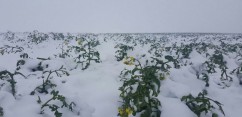Distruge zăpada mieilor culturile de rapiţă?