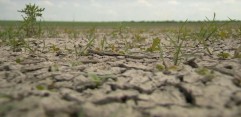 Anunț important ANM: Se instalează seceta pedologică în majoritatea regiunilor!