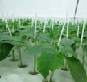 Pregatirea seminţelor pentru răsadurile de legume