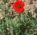 Papaver rhoeas L., mac roșu