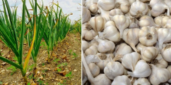 Subventii pentru cultura de usturoi: un impuls financiar pentru agricultori