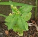 Mercurialis annua L., trepădătoare  