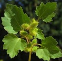Xanthium strumarium L., cornuț, scaietele popii