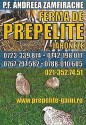 Vindem pui de prepelita,prepelite adulte