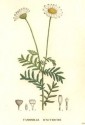 Anthemis austriaca Jacq, romanița