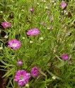 Gypsophila muralis L., vălul miresei