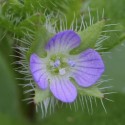 Veronica hederifolia L.,  doritoare