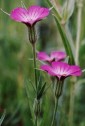 Agrostemma githago L. Neghina