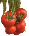 Seminte de tomate Ivet F1
