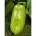 Seminte de ardei capia Belo Uvo 
