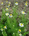  Anthemis arvensis L. Romanița de câmp