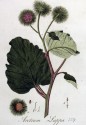Arctium lappa L. clococean, brustulan, brusture 