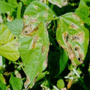 Arsura comună a fasolei - Xanthomomas campestris pv. phaseoli