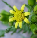  Senecio vulgaris L. cruciuliță, petimbroasă, spălăcioasă
