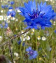 Centaureea cyanus L., albăstriță, vinețele