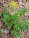 Daucus Carota L., morcov sălbatic, ruşinea fetei 
