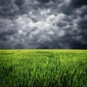 Agrometeo: Starea de vegetație a culturilor agricole va fi, în general, bună și medie
