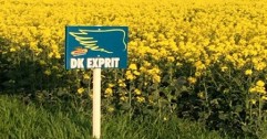 Controlaţi zilnic culturile de rapiţă şi porumb! Dăunătorii sunt “în floare”