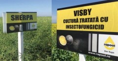 Opiniile fermierilor cu privire la hibrizii comercializați de compania Rapool: Sherpa și Visby