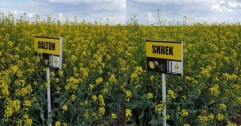 Opiniile fermierilor cu privire la hibrizii comercializați de compania Rapool: DALTON și SHREK