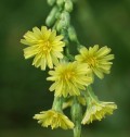 Lactuca serriola Torn., salată sălbatică, planta busolă 