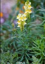 Linaria vulgaris, linariţă 