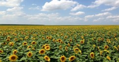 Segmentul bio al agriculturii europene trece printr-o perioadă favorabilă