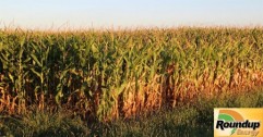 ROUNDUP ENERGY - Desicarea porumbului