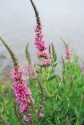 Lythrum salicaria L., răchitan, călbăşoară 