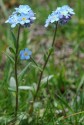 Myosotis arvensis L., nu-mă-uita 