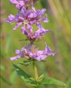 Lythrum salicaria L., sugel, urzică moartă 