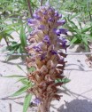 Orobanche cernua var. Cumana Wallr.,  lupoaie