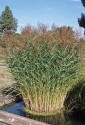  Phragmites australis (Cav.) Trin , stuf