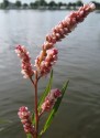 Polygonum lapathifolium L., troscot porcesc, iarbă roșie