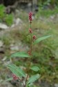 Polygonum persicaria L., iarbă roșie